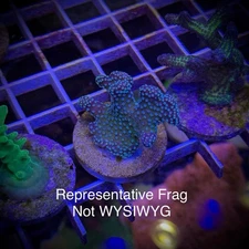 Live Stylophora SPS Coral Frag - BC Rainbow Stylo (Reef Tank Aquarium)