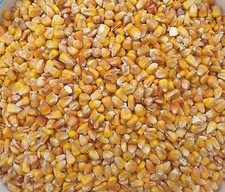 MAIS 25 kg Futtermais Neue Ernte Geflügel Hasen Hühner Nager Regional RLP Körner