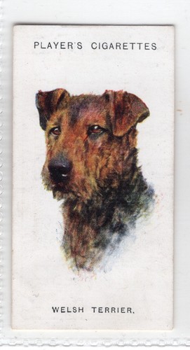Dogs Heads Cigarette card 1929 #48 Welsh Terrier