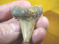 (s1080-9) 2-1/16" Rare KAZAKHSTAN SHARK ancient T**TH JEWELRY sharks dentition