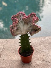 Euphorbia Lactea 'Cristata' Coral Cactus | House Office Gift Plant in 10.5cm Pot