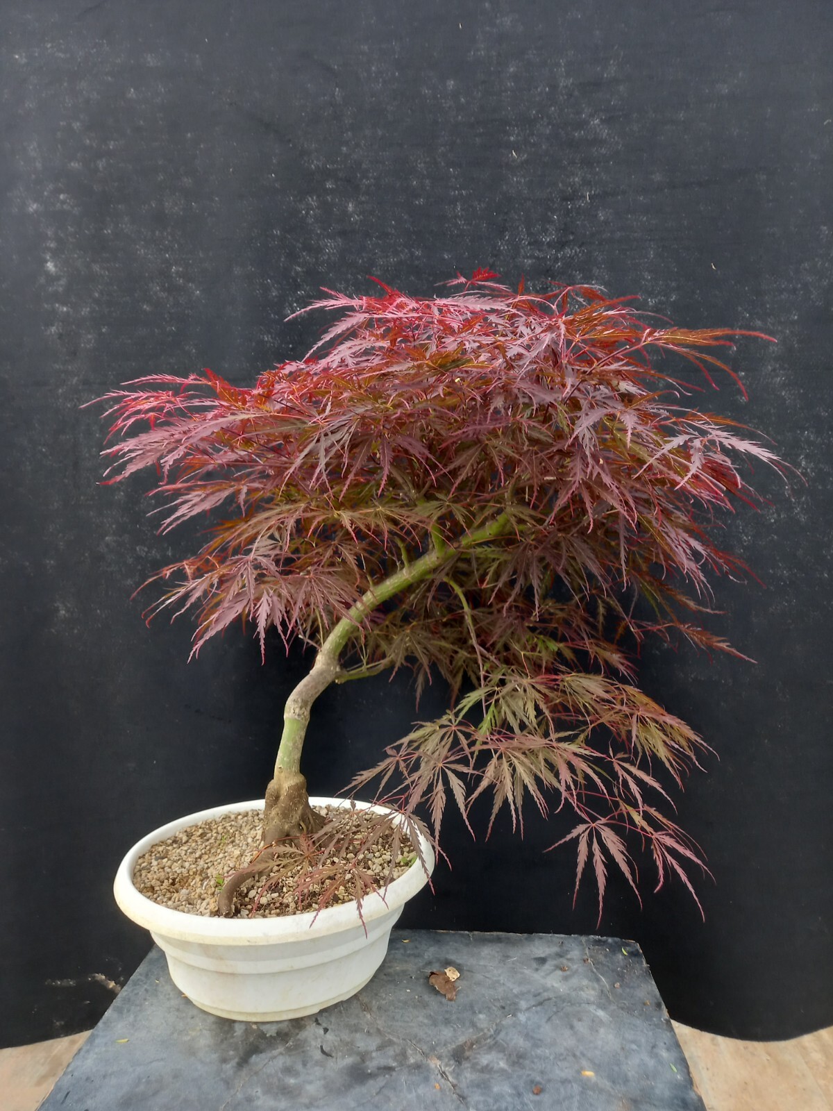 Bonsai acer dissectum rosso
