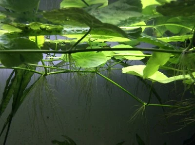 Aquarium Plant Brazilian Pennywort Hydrocotyle Fish Gumtree Australia Inner Sydney Sydney City 1230187145