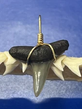 SHARK TOOTH PENDANT Fossilized 7/8 Inch Upper LEMON Shark Tooth 