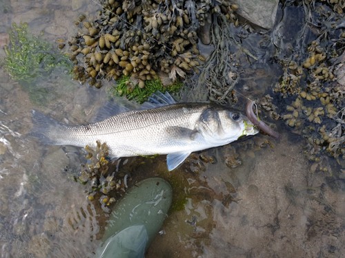 ALBIE SNAX 2 CAVITY ALUMINIUM MOLD MAKES 2 X 6” LABRAXSTICK 21g FISHING LURES. - Picture 8 of 9