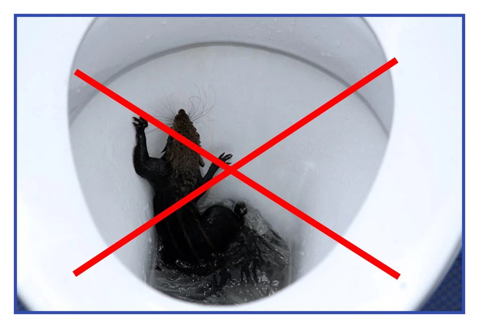 Parada de Rata Asimétrico DN100 Rattensperre Rattentrichter Incl. 2 - Imagen 3 de 4