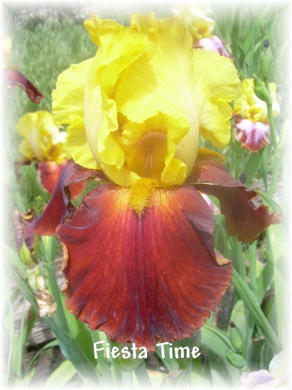 FIESTA TIME: tall bearded iris: bonus with any 5