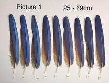 Parrot Macaw Feather Crafts DreamCatcher Jewellery Headdress Spiritual Quill Pen