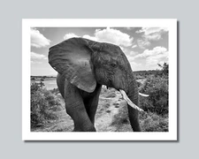 Africa Savanna ELEPHANT Photo Picture 8x10 11x14 16x20 w/Framed Option (W2)