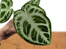 Anthurium Magnificent Silver x Silver Blush - Assorted 4" Pots