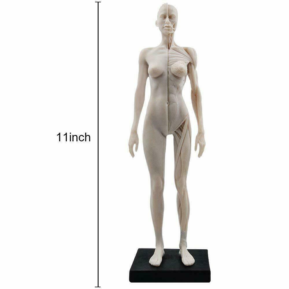 ウ*ン様 AnatomyTools Female1:3Flesh/Anatomy AnatomyTools