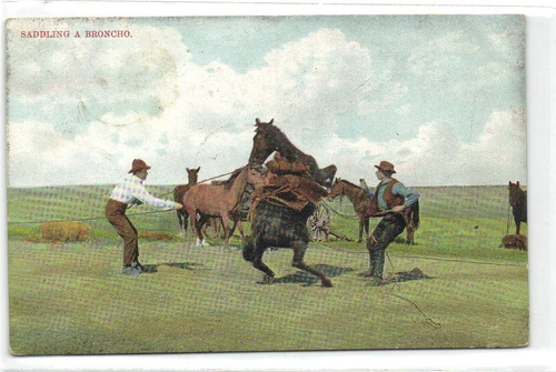 Antique Postcard Saddling a Broncho Cowboy Rodeo Scene Canada Prairie Horses