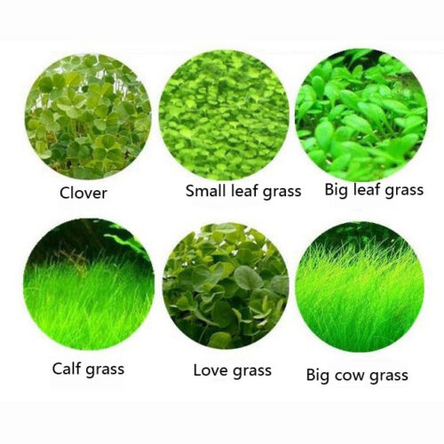 Aquarium Plant Seeds Fish Tank Aquatic Water Grass Foreground Easy Plants Decor~ - Picture 3 of 17