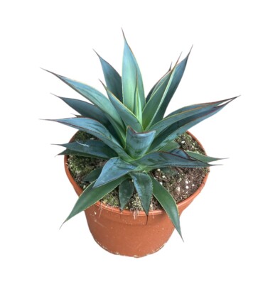 Agave Victoriae Shaka Koko | Blue | In 12cm Pot | Hybrid | eBay UK