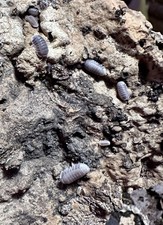 Black Panda Isopods Cubaris sp. 15 Count Mixed ages