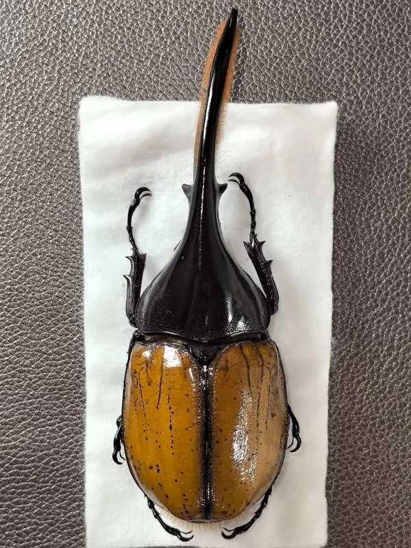 Beetle Collectibles for sale | eBay