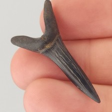 Scapanorhynchus 0.00