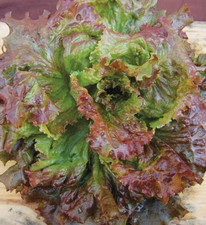 1g - Lettuce Seeds - Fresh New Harvest of Premium - Red Sails Loose Leaf - B 70