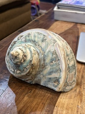 7  Banded Turbo Shell Turbo Marmoratus