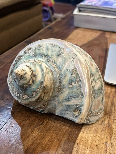 7” Banded Turbo Shell Turbo Marmoratus