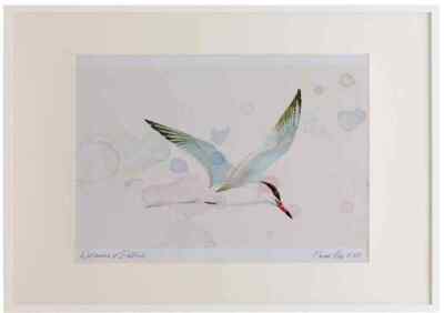 A2 Seeschwalbe Erwachsene Bord Aquarell limitierte Auflage Bild gerahmt