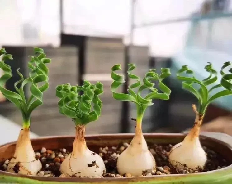 RARE ROOT TUBER CAUDEX PLANT BONSAI SUCCULENT ALBUCA NAMAQUENSIS BAKER 13-11 - image 3 of 4