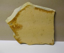 Fossilien - Haarsterne Seelilie - Plattenkalk - Blumenberg/Eichstätt