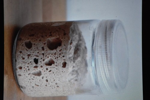 SAN FRANCISCO SOURDOUGH STARTER yeast an original wharf, and recipes FRESH NEW - Picture 11 of 12