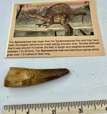 Spinosaurus 2 1/2” T00TH  Dinosaur F0SSIL before T Rex Cretaceous A489