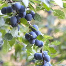 Prunus spinosa, Blackthorn Tree, Sloe, Fruit Berries - 10/20/50/100