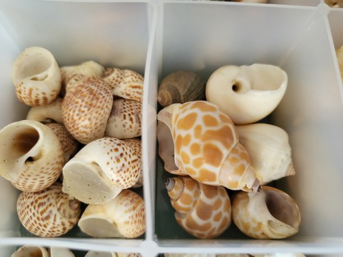 Large Seashell Collection With 11" x 7" x 2" Storage Case, Est. 200-250 pieces - Picture 7 of 10