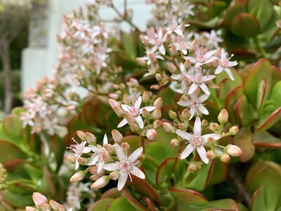 Jade Plant, Money Tree, Succulent, Crassula Ovata - 5 Cuttings 3-5 Inches - USA