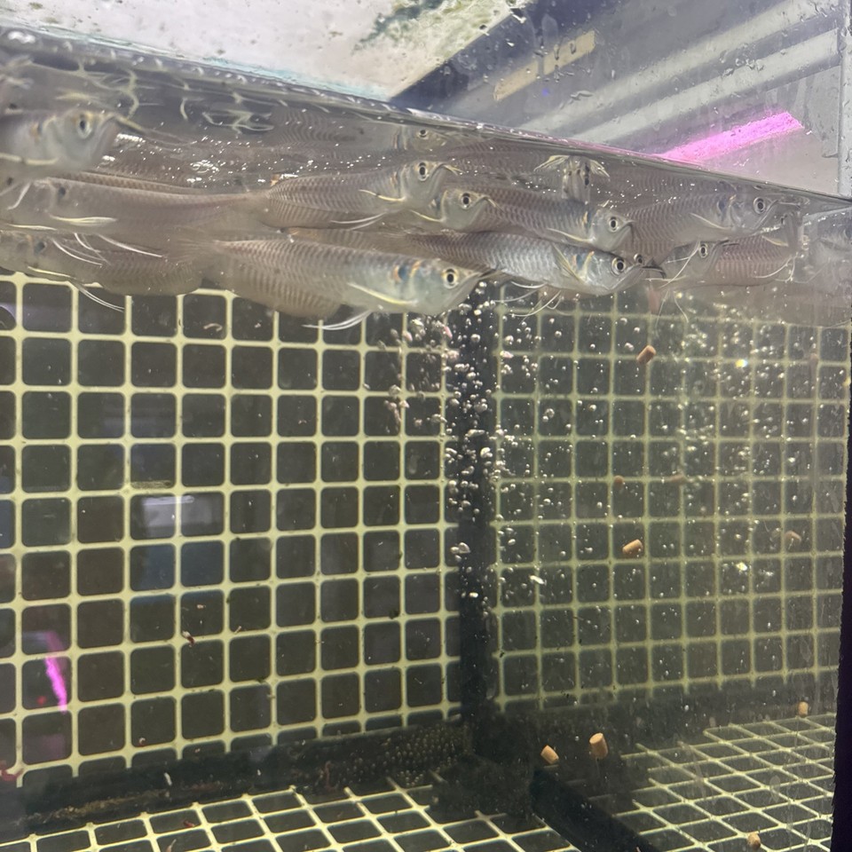 Live Silver Arowana Fish - 5 To 6 Inches, Peaceful, Eats Pellets, Tropical Freshwater 11 thumbnail image
