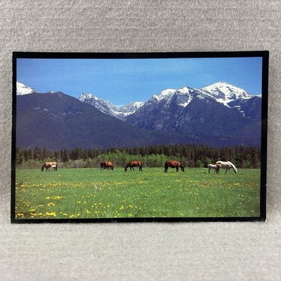 Montana Mares and Foals Horses Vintage Postcard Continental