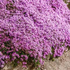 Creeping Thyme WILD Groundcover Perennial Purple Fragrant Bees NonGMO 1000 Seeds