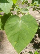 Empress Tree/ Foxglove Tree Purple 1000 Semente Paulownia tomentosa Seeds Garden