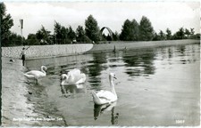 Foto-AK BERLIN TEGEL am Tegeler See, Schwäne, Borsig-Bogen 50er