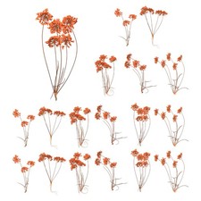 18Pcs Lace Natural Real Pressed Dried Flower for Art DIY Orange