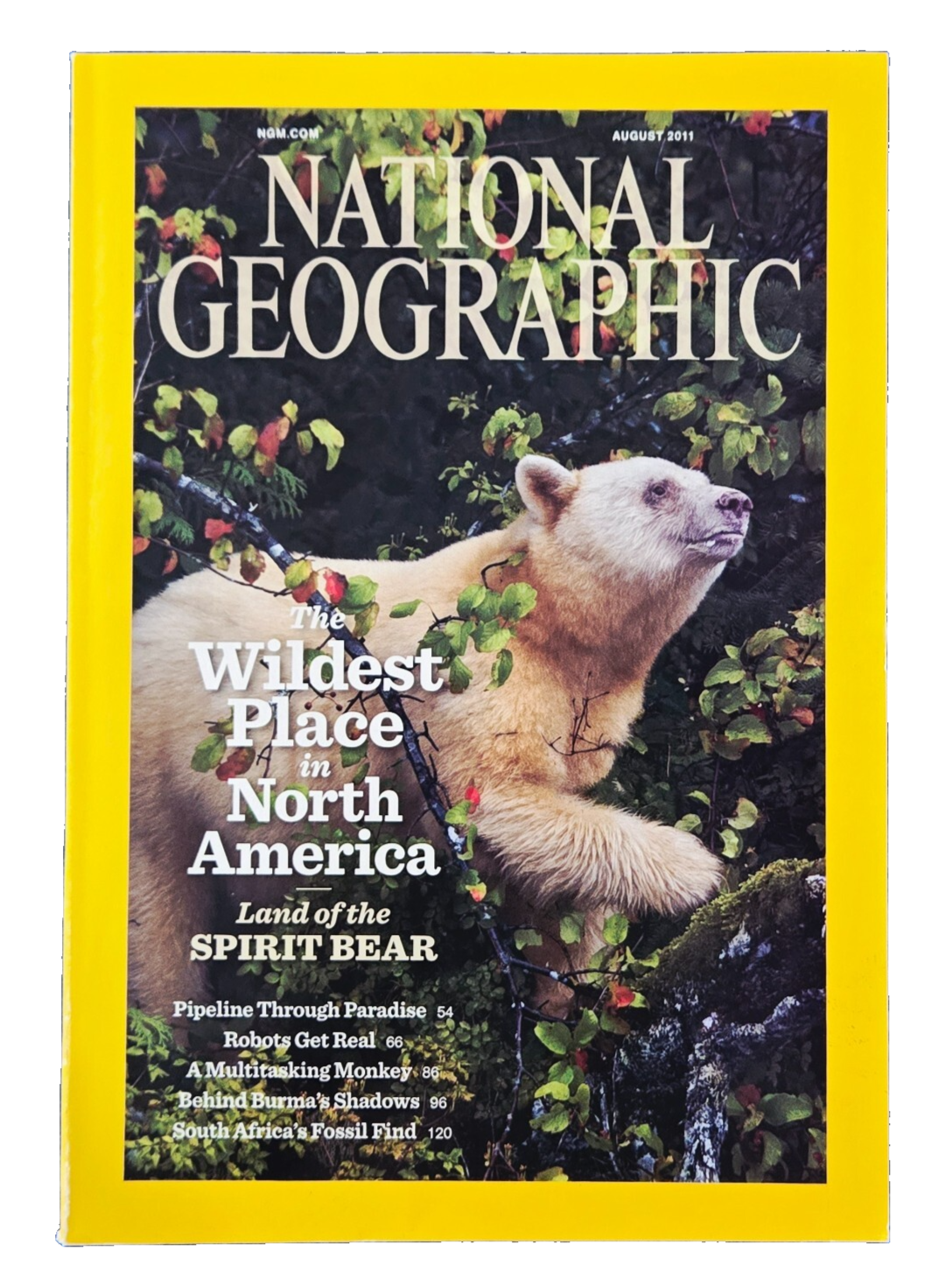 KERMODE SPIRIT BEARS IN THE FOREST AUGUST 2011 NATIONAL GEOGRAPHIC MAGAZINE