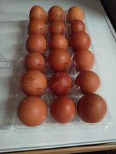 18+ French Black Copper Maran FBCM chicken fertile hatching eggs FAST SHIPPING!
