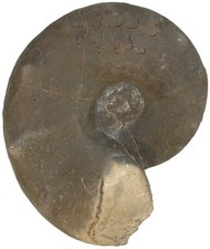 Trias  Ceratites praenodosus  Ceratit Muschelkalk Gänheim Main-Spessart W35-13