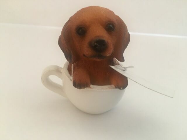 teacup labrador puppy