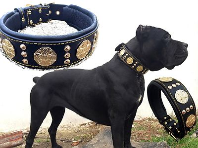 Maximus Molosso Collare 6,5cm largo Cane Corso Dogo Rottweiler