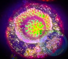 SAF~ “WYSIWYG” Burning Banana Psammacora  Coral Frag, SPS, Live Coral Colony