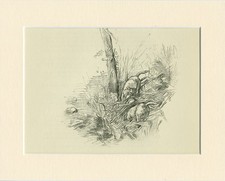 BORDER TERRIER  DOGS VINTAGE 1939 RARE DOG AR...