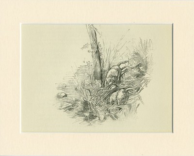 BORDER TERRIER  DOGS VINTAGE 1939 RARE DOG ART PRINT by ARTIST K F BARKER