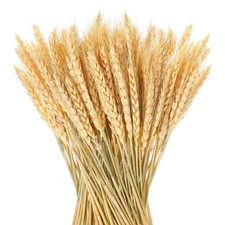 BBTO 150 Pieces Natural Dried Wheat Stalks Golden Sheaves Stems Fall Harvest ...