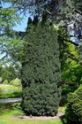 Taxus baccata 'Fastigiata' /  klassische grüne Säuleneibe