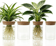 4 Pack Glass Plant Propagation Station,Desktop Vases for Home Office Decor