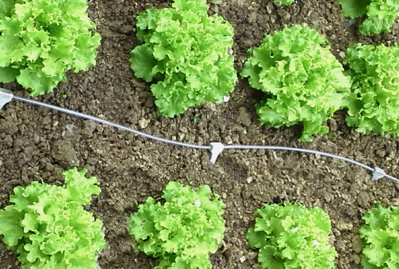 20x Self Watering Plant Automatic Drip Irrigation System Spike by Gravity - Picture 3 of 6